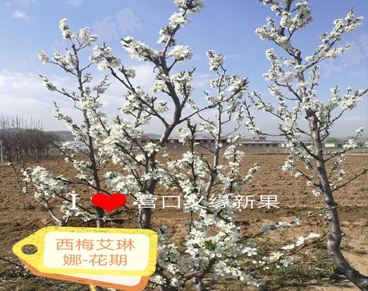 西梅花(huā)期.jpg