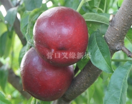 紫玉油桃