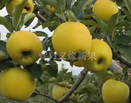 黃金(jīn)蘋果